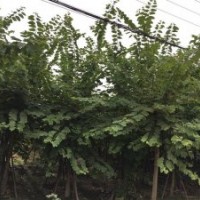 四川崇德園林羊蹄甲基地 優質精品羊蹄甲 批發價出收啦