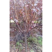 大量供應5至8公分紅葉李，5,6公分紅葉李,1至2公分紅葉李小苗，
