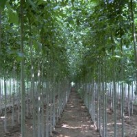 供應白蠟，15-28公分，4年冠