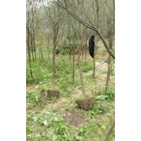 供應福建山櫻花