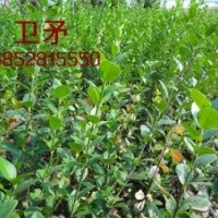 50公分衛矛價格工程苗40-50-60公分衛矛價格
