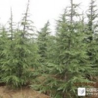4米雪松樹形飽滿一級苗 5米雪松精品苗供應