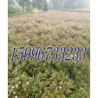 40公分繡線菊價(jià)格，50公分繡線菊價(jià)格
