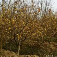 苗圃6000棵6公分臘梅批發價出售