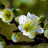 哪里有綠梅、綠萼梅，都有哪些規格？