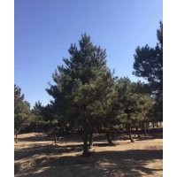 供應油松3-5米油松