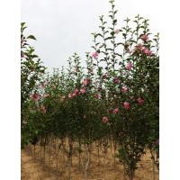 蜀檜柏1-4米 金葉復葉槭5-7 木槿 各種海棠4-8