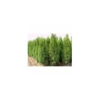 長期供1.5---2米側柏低價出售