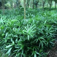 低價供應小葉棕竹40-80cm小袋苗和中袋苗都有貨源齊全