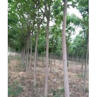 供應8公分梓樹
