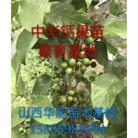鈣果苗產地直銷，鈣果苗基地，鈣果苗經濟價值，鈣果哪個品種好