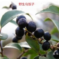 出售野生烏飯子樹苗，南燭高度50-150公分，掛果苗