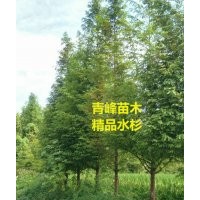 成都水杉 四川水杉價格 水杉批發