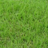 馬尼拉草坪_百慕大草坪_果嶺草草坪_四季青草坪_中華結縷草草坪