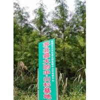 供應中山杉工程苗