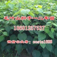 優質毛葉山桐子苗 各種規格