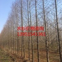 供應14公分水杉 水杉價格
