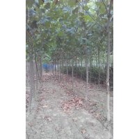 出售5-8公分國槐