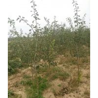 花椒苗，連翹苗，文冠果，核桃苗