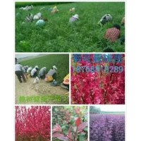 供應桃苗，柿苗，李子苗，石榴苗，花椒苗