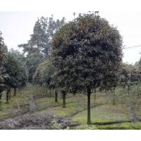 四川崇德園林丹桂基地精品丹桂 低價 歡迎來電咨詢
