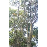 低價出售無患子，廣玉蘭，冬青，羅漢松