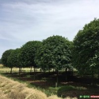成都高桿桂花基地桂花直銷低價格樹型優美質量優