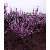 【最新】不同規格的美人梅價格