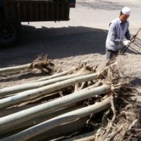 新疆楊求購/新疆楊行情/新疆楊基地/甘肅新疆楊/新疆楊價格