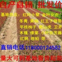 紅葉小檗低價出售規格齊全