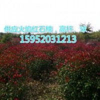 2017紅葉石楠價(jià)格，紅葉石楠苗圃報(bào)價(jià)