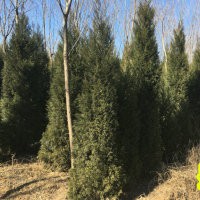 清地處理！15000棵3米高蜀檜處理！