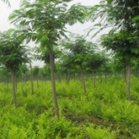 博野縣豐林苗圃場大量出售精品北京欒樹