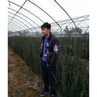 曼地亞紅豆杉，各種規格