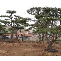 低價常年供應景觀松，造型油松