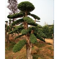 批發15、20、30、40、50公分造型小葉女貞、造型榆樹、造型紅花繼