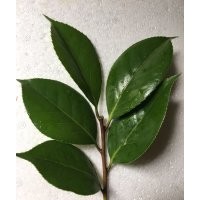 供應茶花品種接穗/嫁接師傅上門承接業務