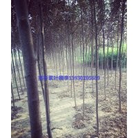 好苗木在定州：唐槭 金葉復葉槭 紫葉稠李 海棠 花灌木 草花