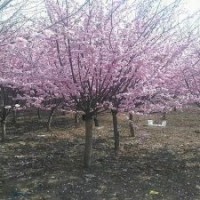 七葉樹(shù).雞爪槭，紅楓，榆葉梅，美人梅批發(fā)