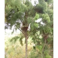 大量供應鹽松大小規格歡迎新老朋友來實地考察