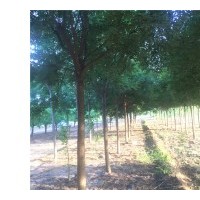 山西國槐苗，國槐苗價格，國槐苗基地