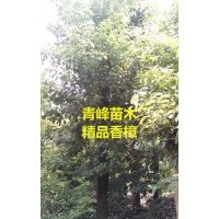 成都香樟種植基地 四川香樟大量批發 香樟價格