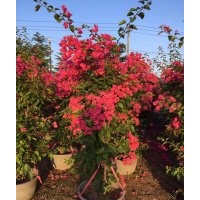 低價批發紅花三角梅，紫花三角梅袋苗，三角梅球價格便宜