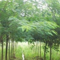合歡樹(shù)
