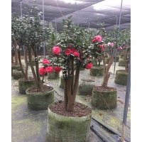 山茶花基地大量供應山茶花苗木茶花樹山茶花盆栽