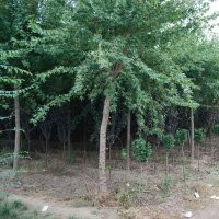 萊州信合園藝供應五角楓