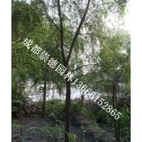 成都低價批發垂柳