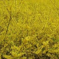 今年大量連翹苗批發 今年連翹苗價格
