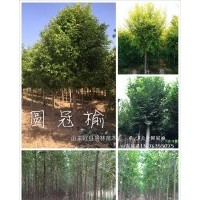 山東冠縣出售3-公分4公分，5公分，6公分，8公分，10公分金葉榆，