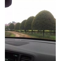 大量供應(yīng)桂花，香樟，廣玉蘭，羅漢松，紅葉石楠，杜英，
